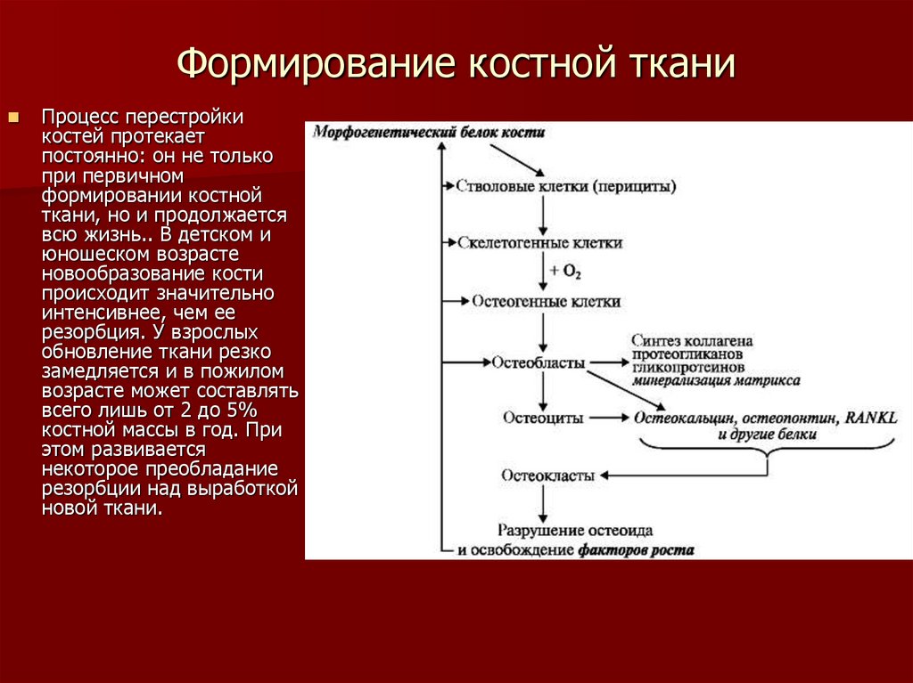 Синтез ростов. Минерализация костной ткани схема. Схема метаболизма костной ткани биохимия. Формирование кости биохимия. Образование костной ткани схема.