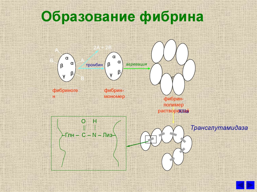 Схема образования. Образование фибрина. Схема образования фибрина. Фибрин полимер образование. Фибрин структура.