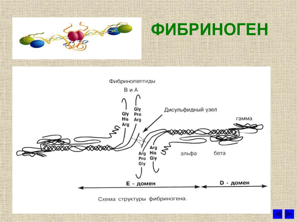 Белок фибриноген. Строение фибриногена биохимия. Фибриноген строение. Фибриноген структура. Фибрин структура.