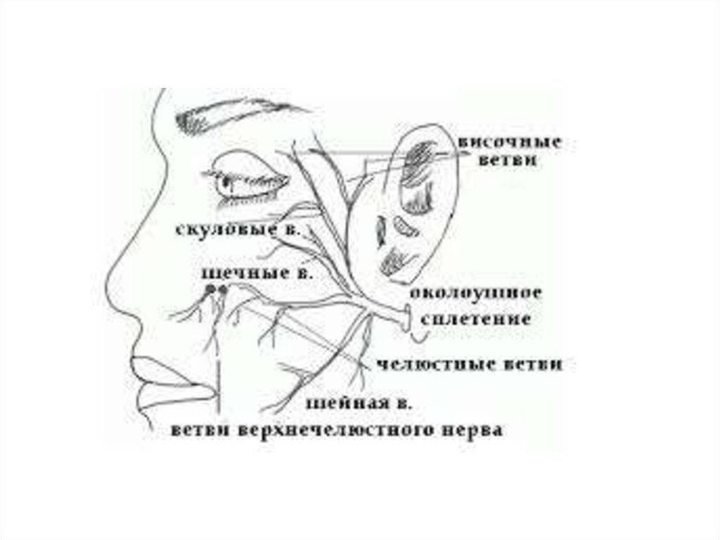 Невропатия лицевого нерва мкб. Степени пареза лицевого нерва. Сенсорные функции челюстно-лицевой области. Упражнения при параличе лицевого нерва. Где находится лицевой нерв на снимке рентгена.