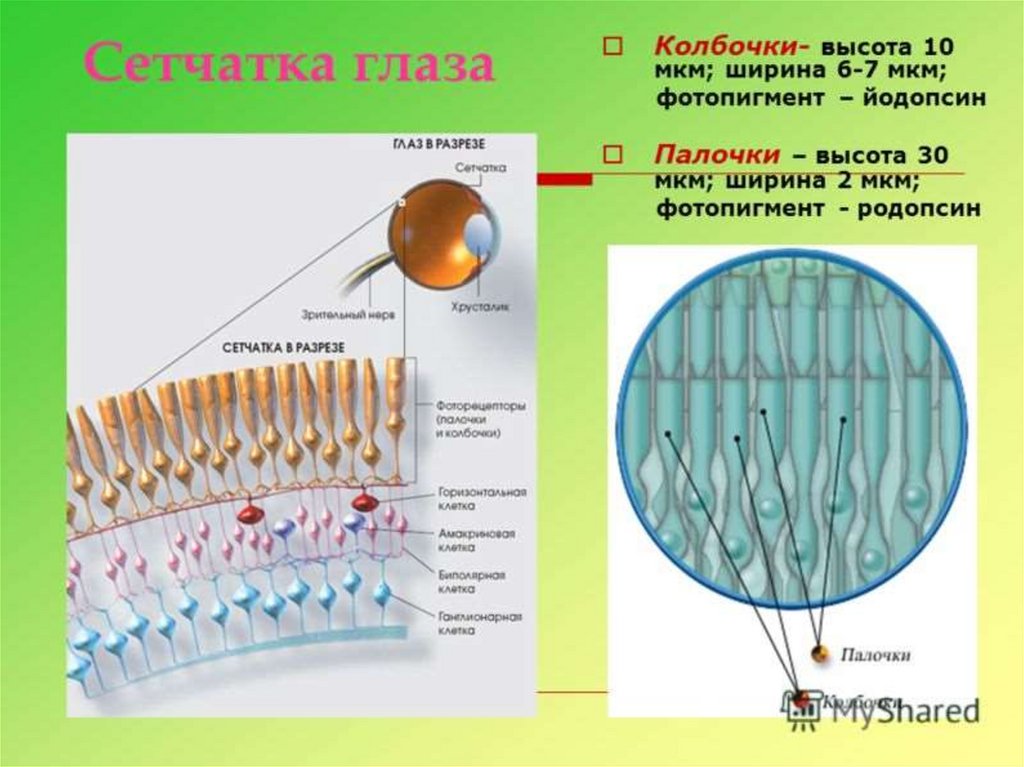 Палочки обеспечивают цветное изображение а колбочки черно белое