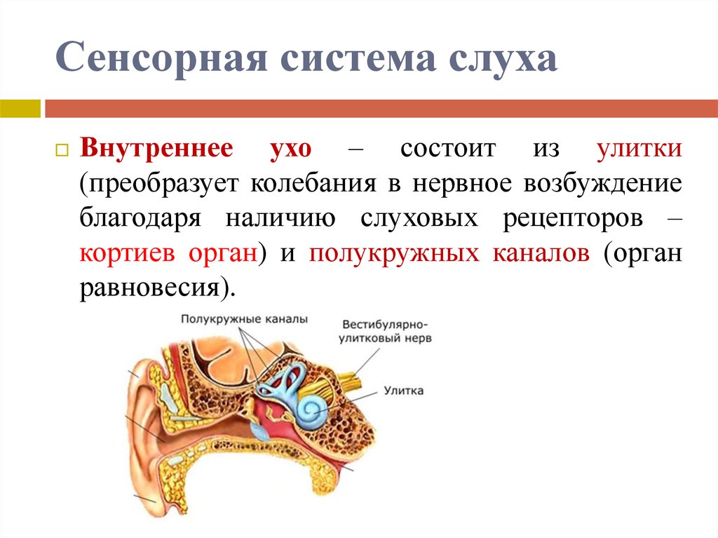 Анатомическое строение слухового анализатора. Строение слухового анализатора. Сенсорная система слуха.