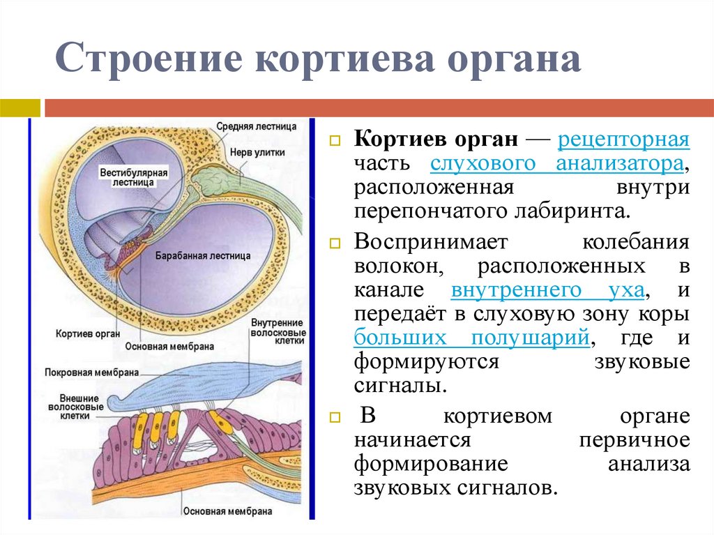 Чувствительные клетки внутреннего уха. Слуховой анализатор Кортиев орган. Кортиев спиральный орган строение. Наружные опорные клетки Кортиева органа. Внутренние чувствительные клетки Кортиева органа.