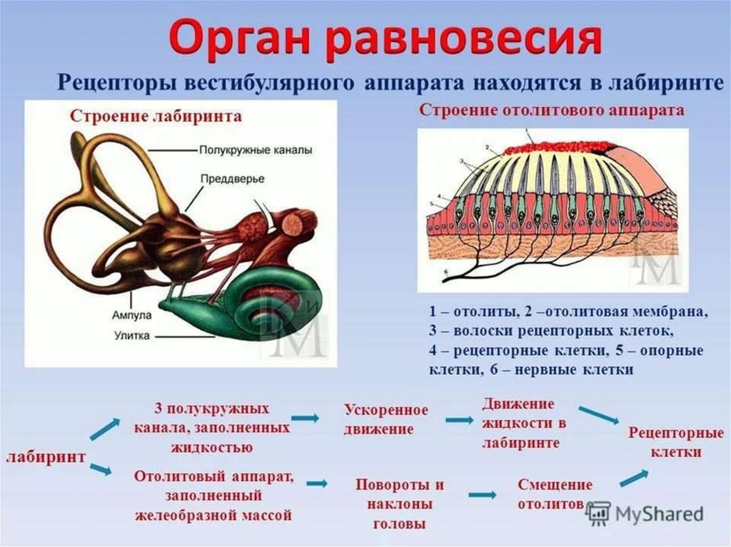 Слуховая и вестибулярная сенсорная система презентация