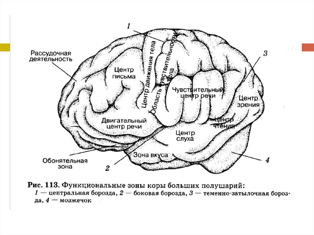 Центр речи в мозге человека. Функциональные зоны коры большого мозга. Функциональные зоны коры больших полушарий головного мозга. Зоны коры больших полушарий головного мозга рисунок. Схема основных зон коры больших полушарий.