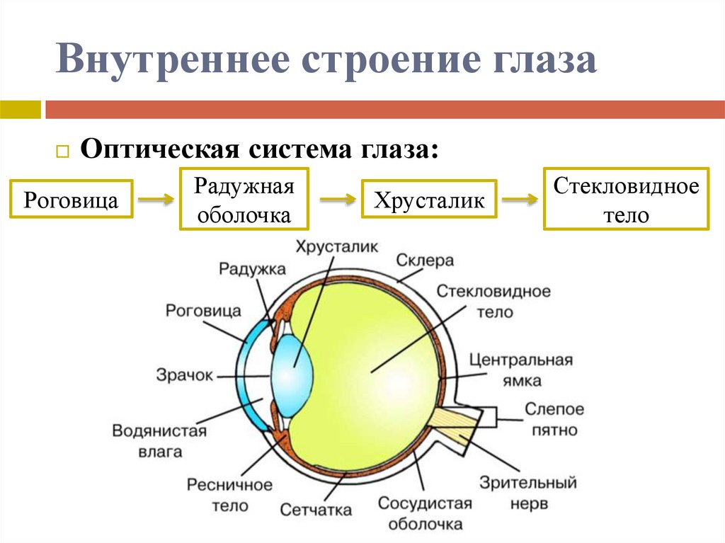 Глаз человека биология 8 класс. Внутреннее строение глаза человека схема. Строение глаза человека схема ЕГЭ. Строение глаза элементы строение функции. Внутреннее строение глаза функции.