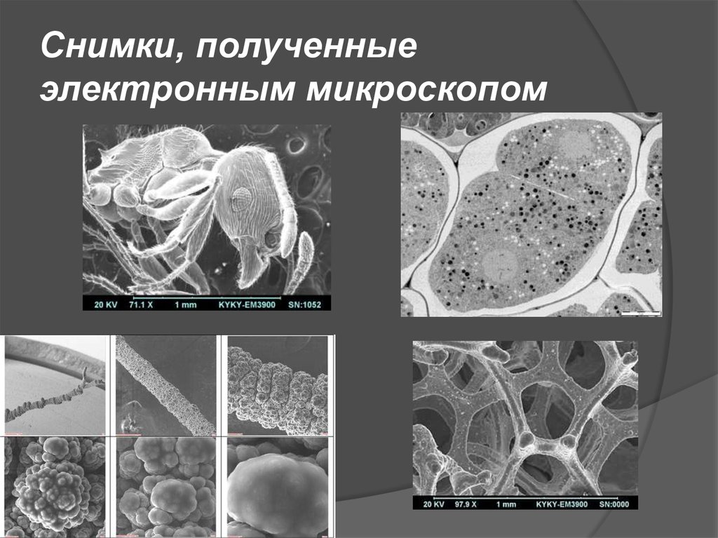 Просвечивающая электронная микроскопия