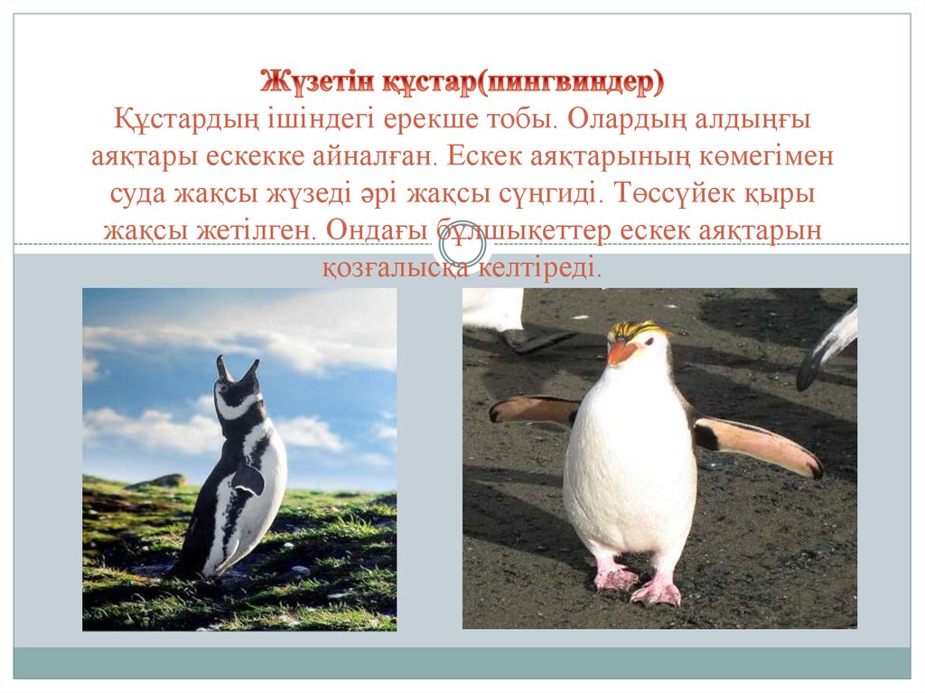 Жүзетін құстар(пингвиндер) Құстардың ішіндегі ерекше тобы. Олардың алдыңғы аяқтары ескекке айналған. Ескек аяқтарының көмегімен