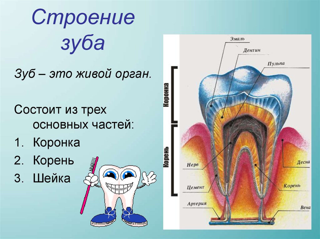 В какую систему входит зуб. Послойное строение зуба. Схема строения зуба анатомия. Строение зубов человека для детей. Строение зева человека.
