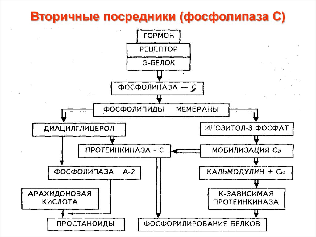 Вторичные посредники. Действие фосфолипазы с схема. Фосфолипаза функции. Фосфолипаза а2 а1 с д. Фосфолипаза с роль в клетке.