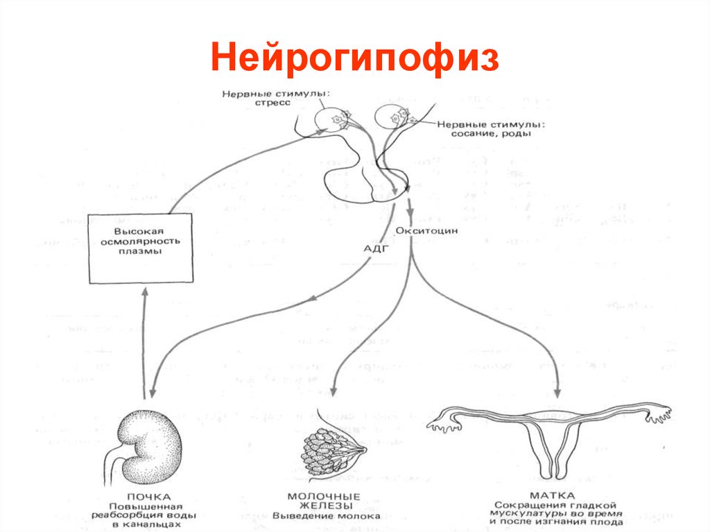 Схема связей в гипоталамо гипофизарной системе