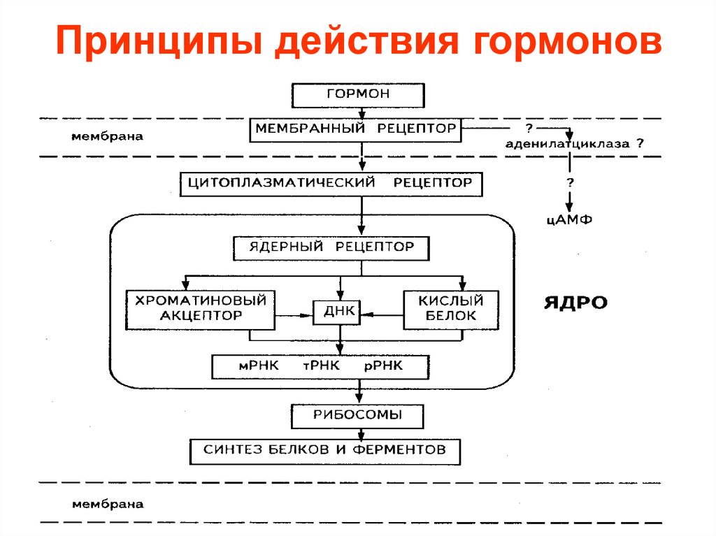 Виды гормонов схема