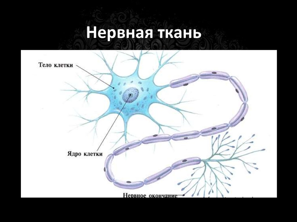 Основа нервной клетки. Нервная ткань. Tyhdyfz ткань. Клетки нервной ткани. Нервнаяные ткани.