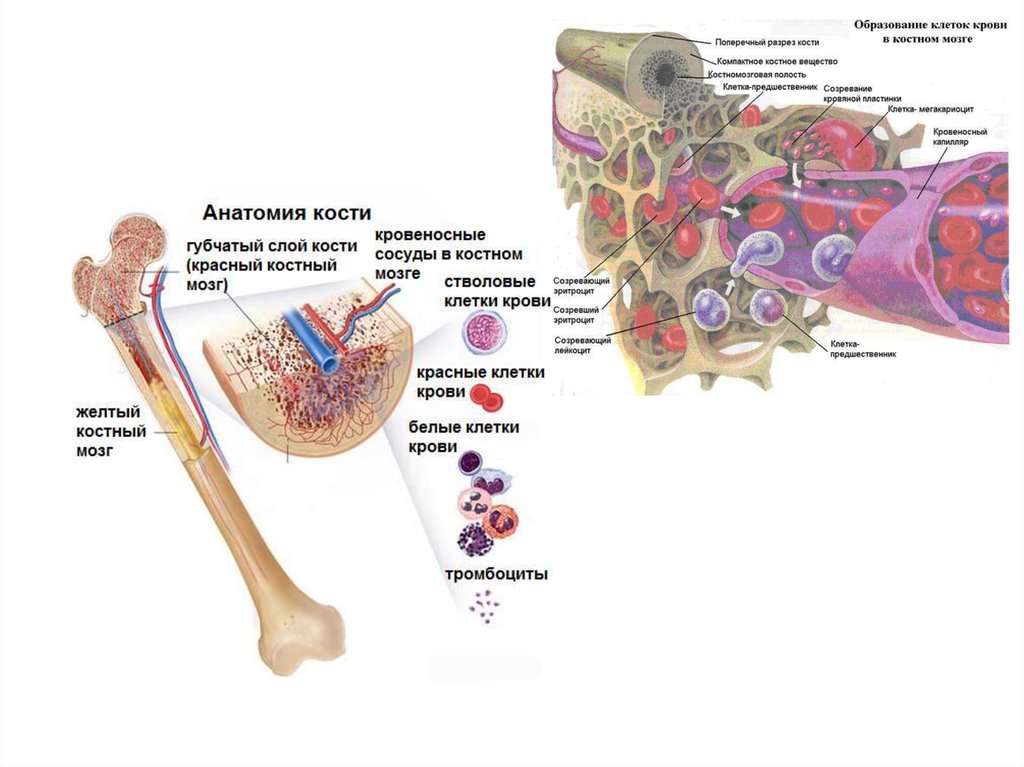 Клетки образующиеся в красном костном мозге. Строение красного костного мозга гистология. Костный мозг в норме гистология. Красный костный мозг строение. Красный костный мозг анатомические образования.