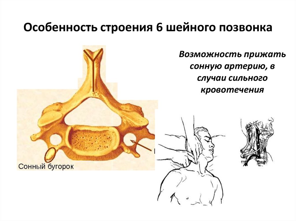 Шейный позвонок строение