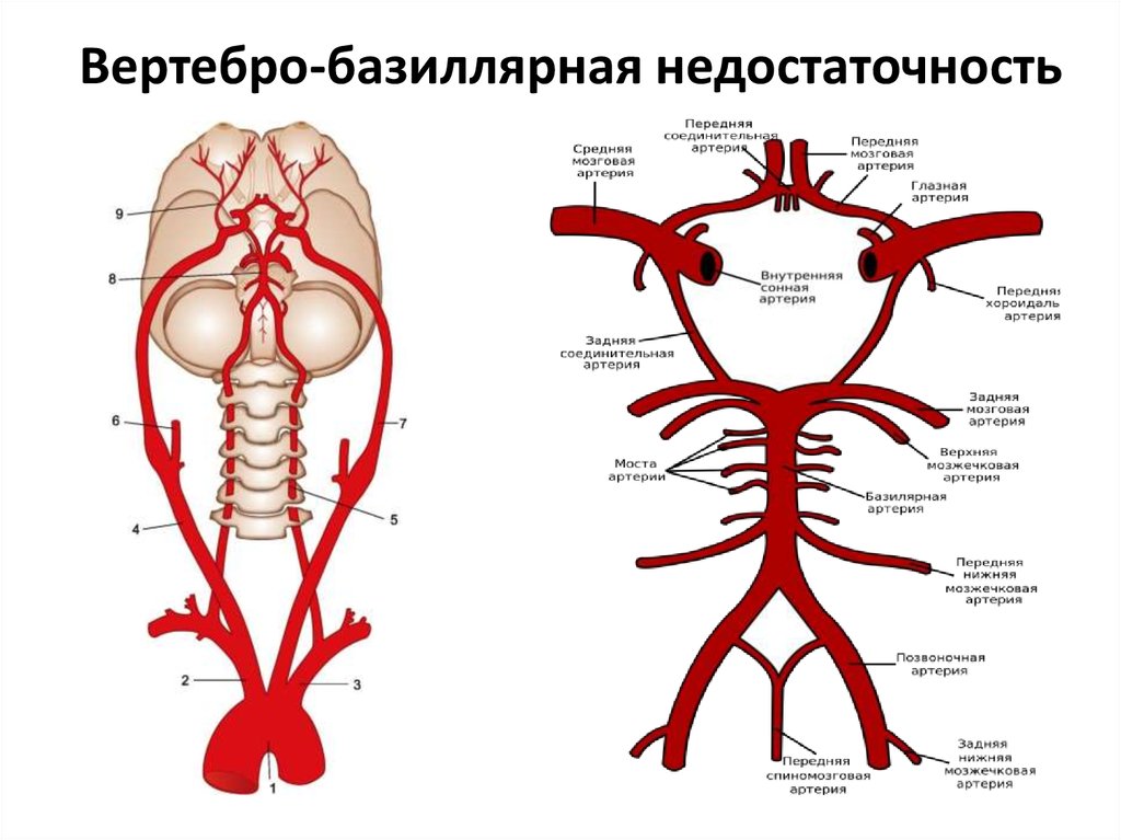 Ветви базилярной артерии схема