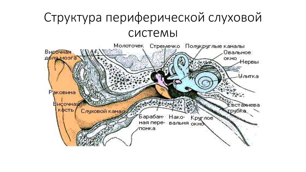 Строение слухового отдела уха слуховой анализатор презентация