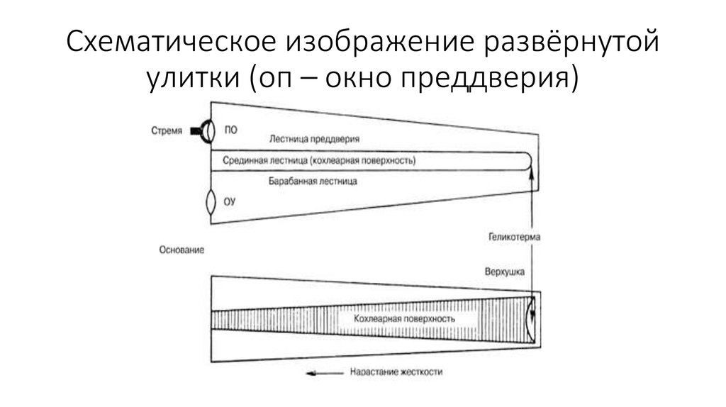 Схематическое изображение развёрнутой улитки (оп – окно преддверия)