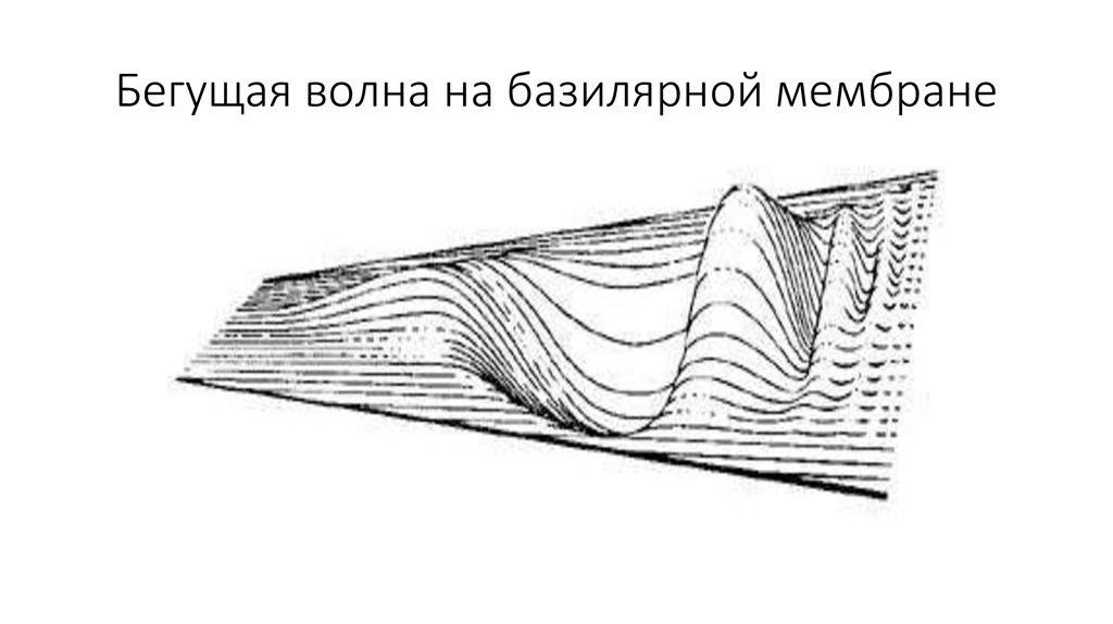 Бегущая волна на базилярной мембране