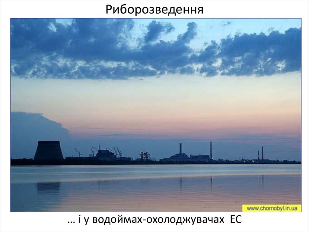 Охладитель аэс. Пруд охладитель Чернобыльской АЭС. Припять пруд охладитель. Чернобыльский пруд охладитель. Озеро охладитель Чернобыль.
