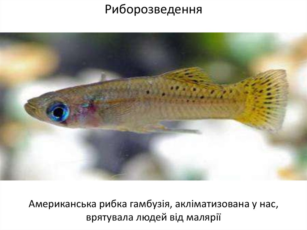 Гамбузия рыбка