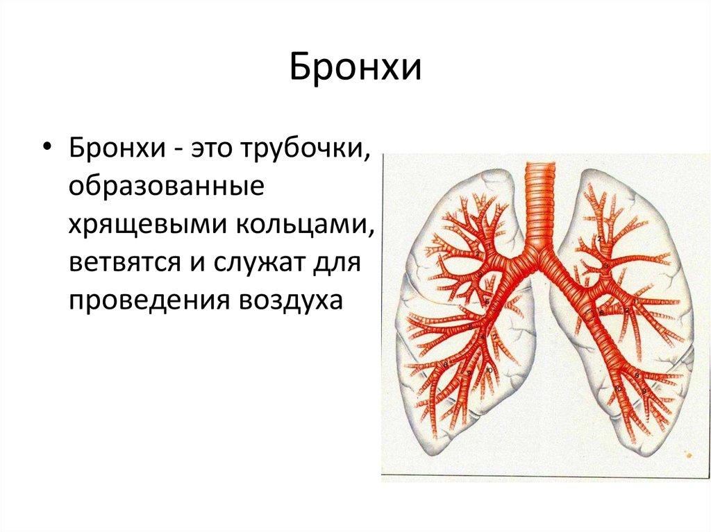 Бронхи. Крупные бронхи. Бронхи образованы. Бронхи образованы хрящевыми кольцами.