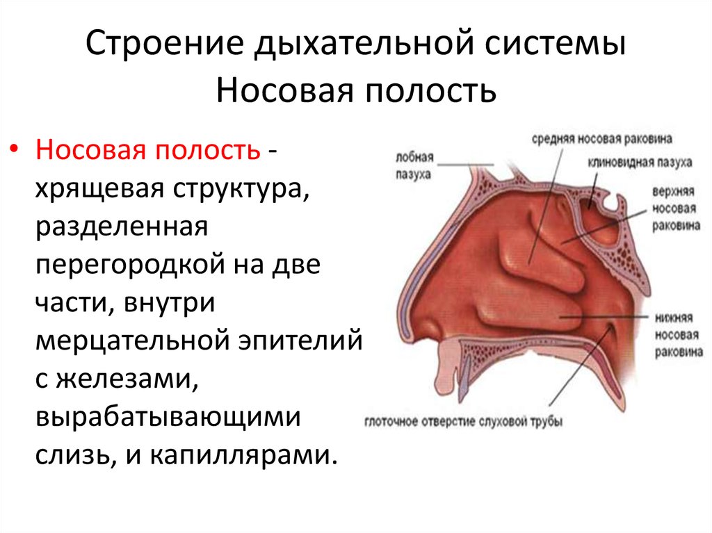Носовая полость строение анатомия. Нос дыхательная система анатомия. Какие железы вырабатывают слизь
