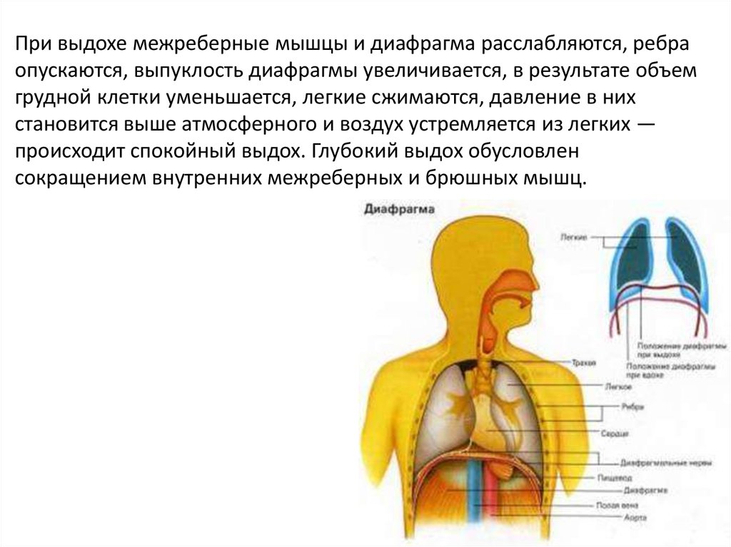 Диафрагма какие мышцы. Строение тела человека диафрагма. Диафрагма дыхание анатомия. Диафрагма человека анатомия расположение. Диафрагма анатомия функции.