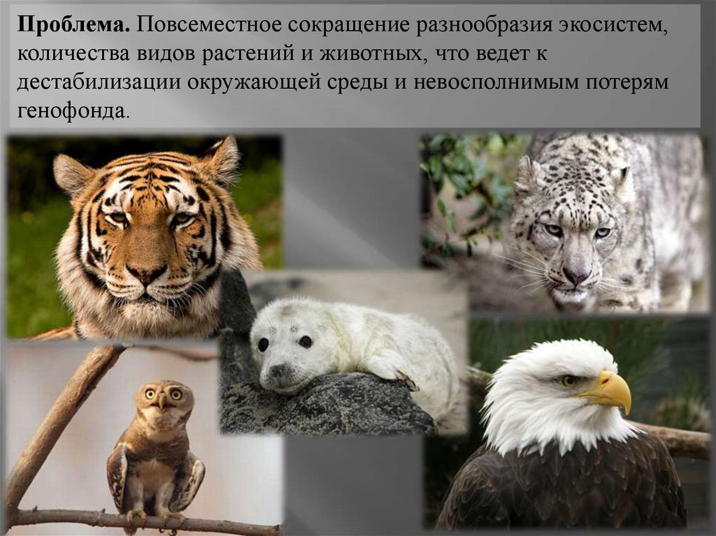 Сокращение видового разнообразия животных. Разнообразие видов животных. Сохранение вымирающих видов животных. Уменьшение видового разнообразия животных. Многообразие видов.