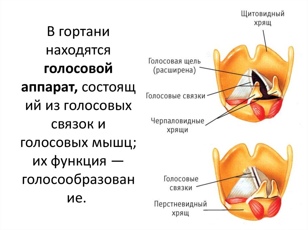 Где находятся голосовые связки у человека рисунок