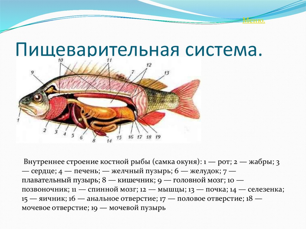 Какие системы органов у рыб. Пищеварительная система костных рыб схема. Органы пищеварительной системы рыб внутреннее. Внутренне строение костистой рыбы. Органы пищеварительной системы у рыб 7 класс.