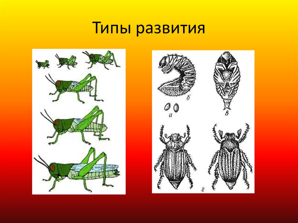 Какой тип развития характерен для скорпиона. Разнообразие насекомых Мордовии. Типы эволюции. Воздушные типы Эволюция. Развитие в виде рисунка.