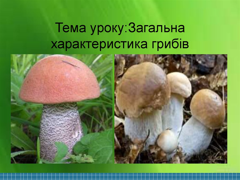 Тема уроку:Загальна характеристика грибів