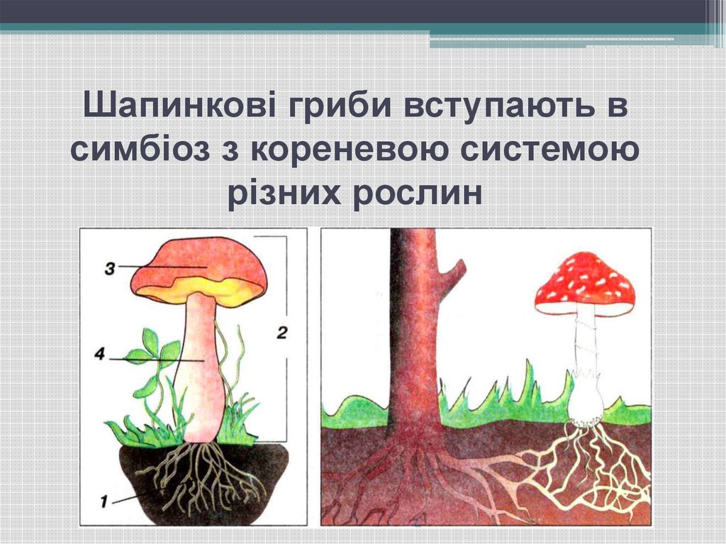 Шапинкові гриби вступають в симбіоз з кореневою системою різних рослин