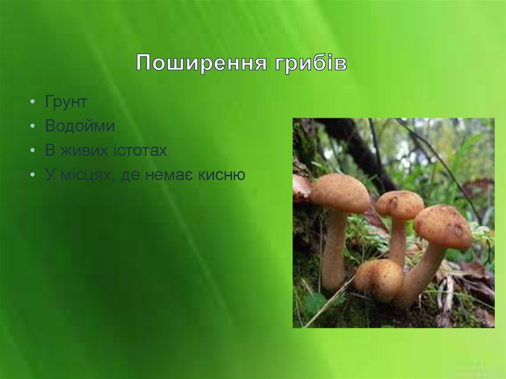 Поширення грибів