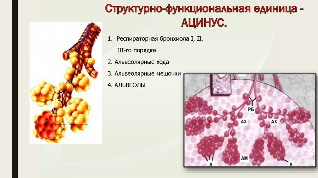 Структурная единица легкого. Ацинус респираторная бронхиола. Альвеолярные мешочки. Респираторные бронхиолы 3 порядка. Альвеолярные ходы мешочки альвеолы.