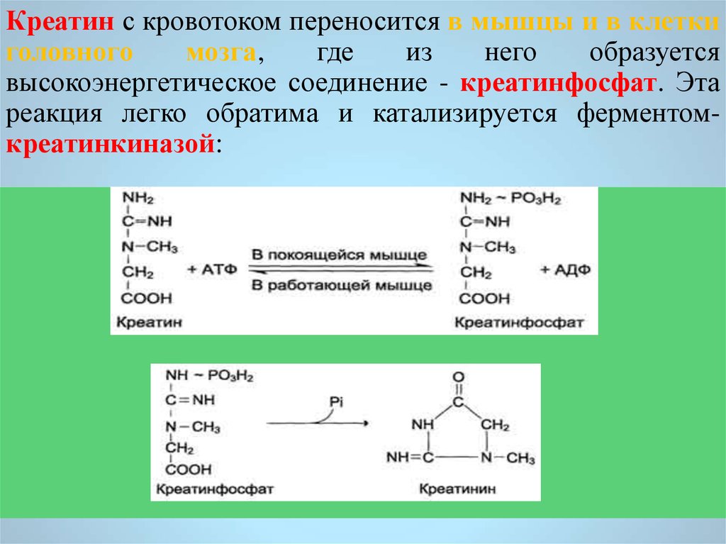Креатин функции. Схема обмена серосодержащих аминокислот. Метаболизм серосодержащих аминокислот. Синтез серосодержащих аминокислот. Реакции обмена серосодержащих аминокислот.