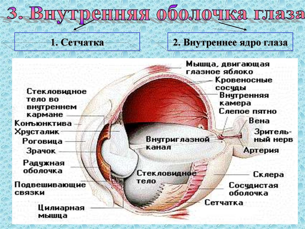 Внутренняя сетчатка. Строение внешней оболочки глаза. Внутренняя оболочка глаза строение. Внутренняя оболочка глаза анатомия. Строение оболочек глаза.