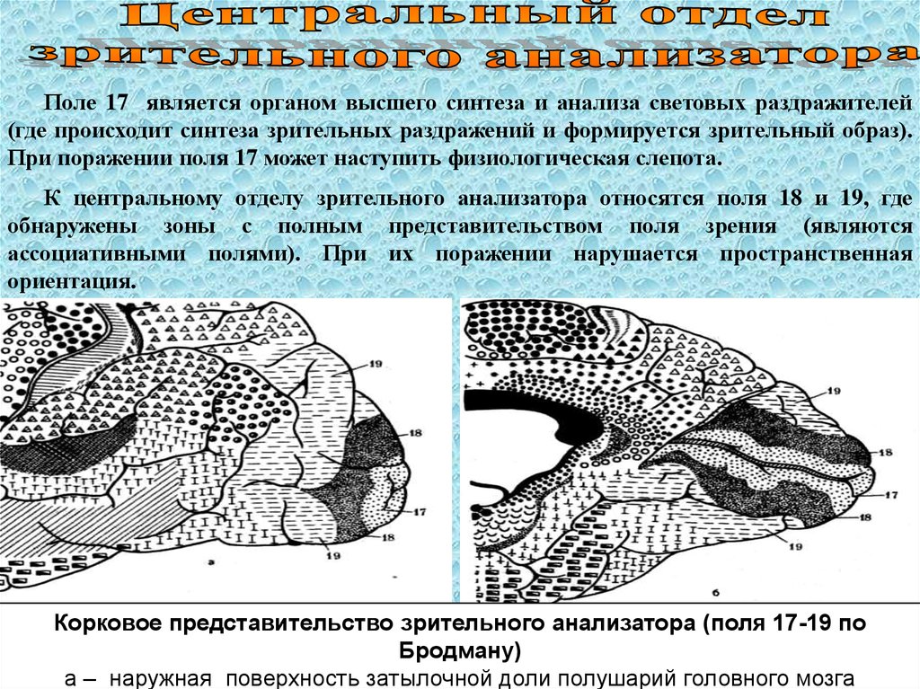 Анатомия физиология патология органов зрения