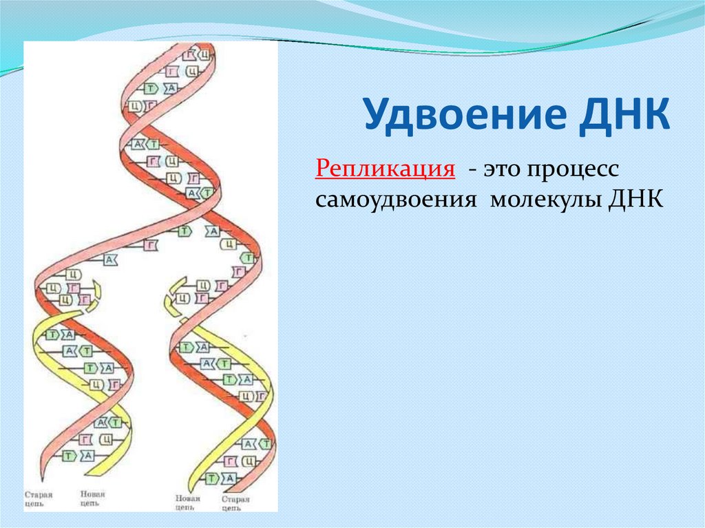 Удваивается молекула днк. Удвоение (репликация) молекул ДНК. Схема репликации молекулы ДНК. Биологии репликация ДНК схема. Репликация (редупликация, удвоение ДНК).