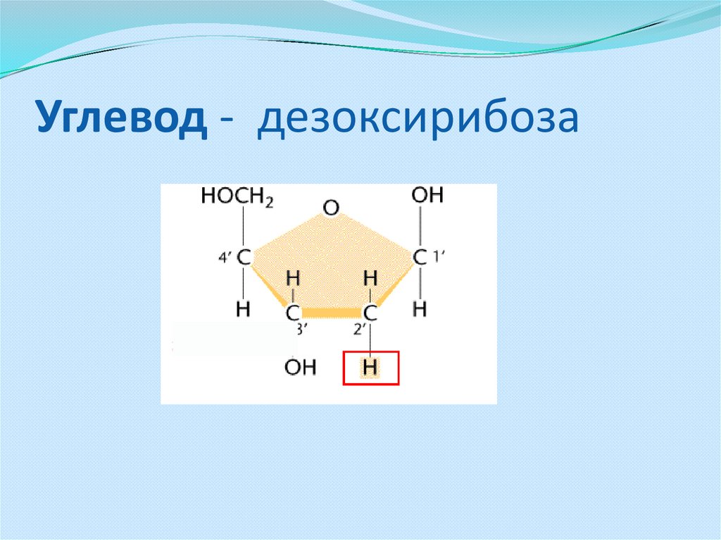 Рибоза мономер. 1. Рибоза и дезоксирибоза. 2 Дезоксирибоза. Циклическая дезоксирибоза. Дезоксирибоза циклическая формула.