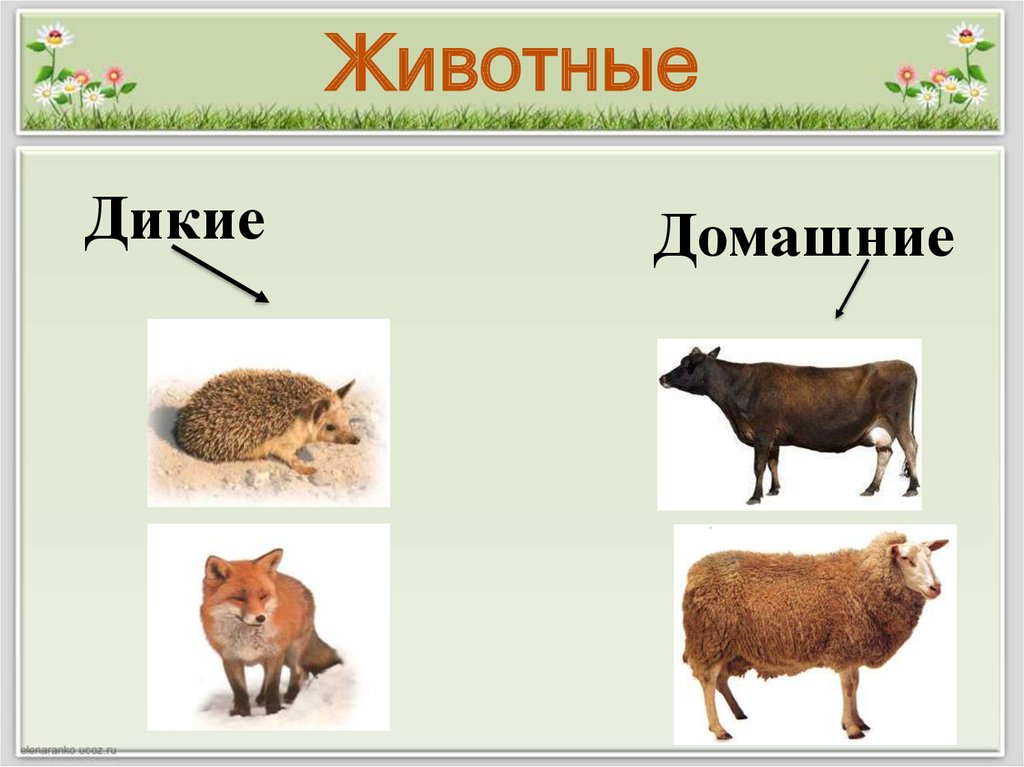 2 класс дикие и домашние животные презентация. Дикие и домашние животные. Дикие и домашние животные презентация. Дикие и домашние животные надпись. Дизайн презентации Дикие и домашние животные.