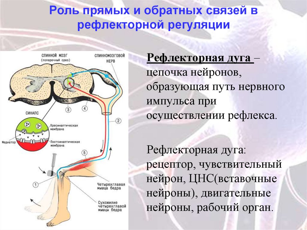 Рефлекторные действия действия реакции. Рефлекторная дуга спинного мозга анатомия. Нервная регуляция схема рефлекторной дуги. Строение рефлекторной системы. Рефлекторная регуляция 8 класс биология конспект.