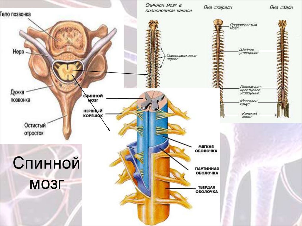 Центральный нервный канал. Строение позвоночника и спинного мозга. Строение спинного мозга спинномозговой канал. Позвонки человека спинной мозг анатомия. Нервная система спинной мозг анатомия.