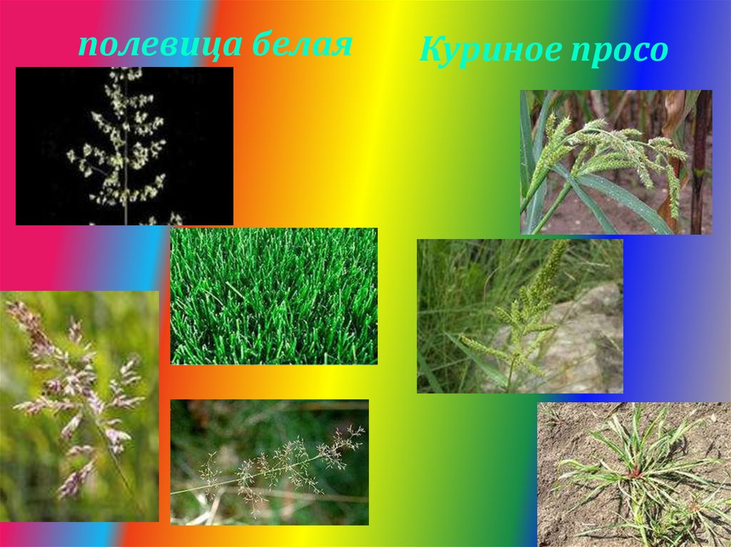 Астраханский растительного происхождения
