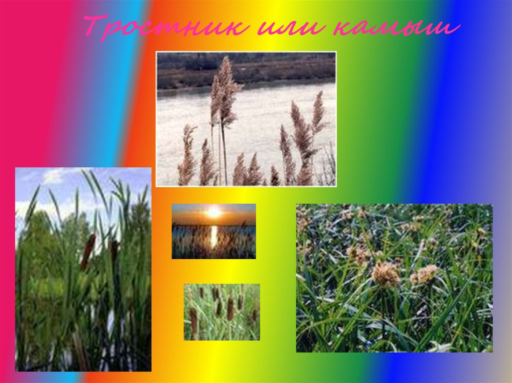 Астраханский растительного происхождения. Растения Астраханской области.