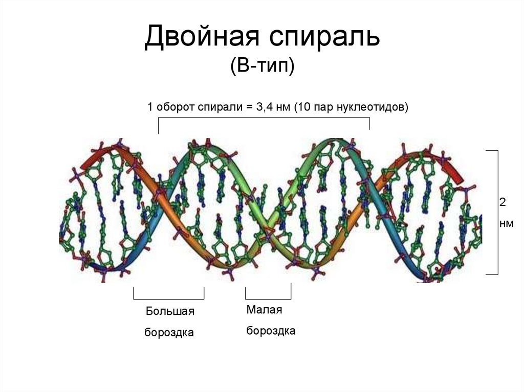 Двойная спираль. Двойная Обратная спираль. Двойная спираль нуклеотидов. Двойная спираль ДНК образуется за счет.