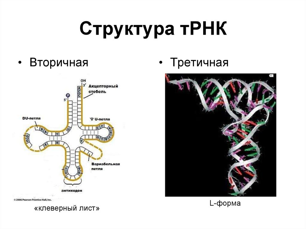 Вторичная рнк. Третичная структура транспортной РНК. Структуры РНК первичная вторичная и третичная. Вторичная структура структура РНК. Первичная вторичная и третичная структура ТРНК.