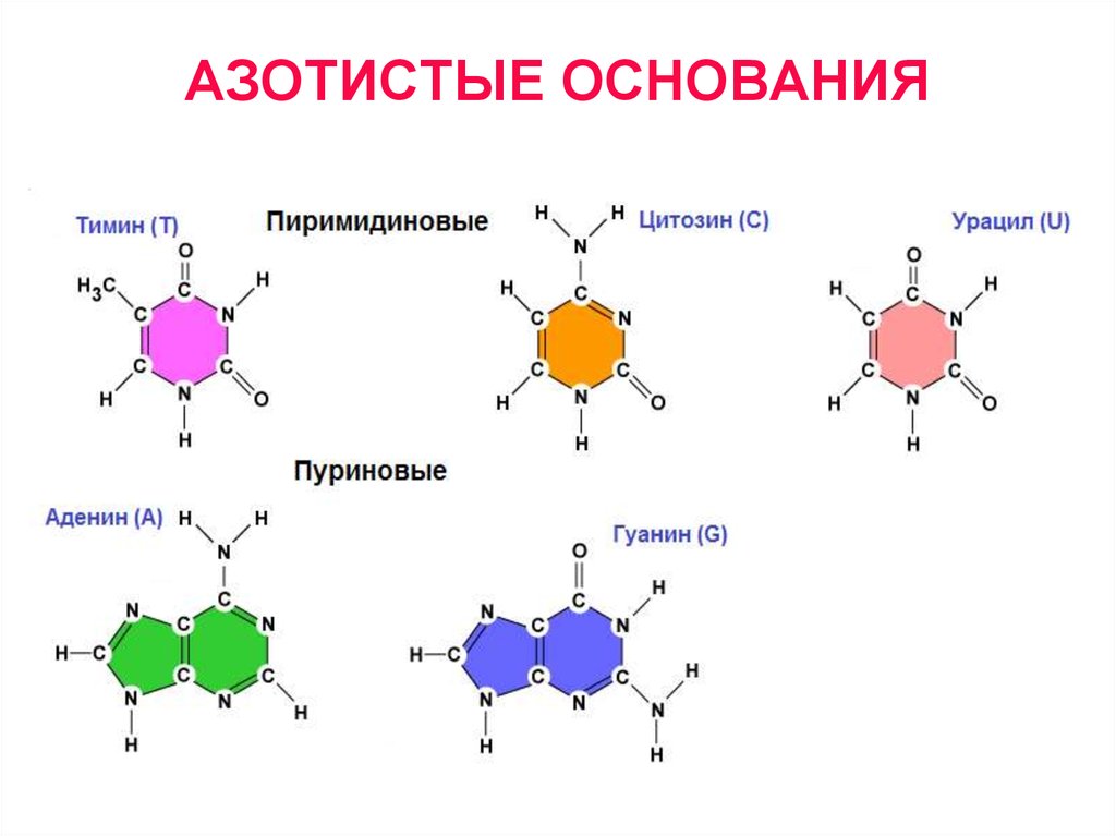 Принципы строения молекулы дезоксирибонуклеиновой кислоты комплементарность нуклеотидов презентация