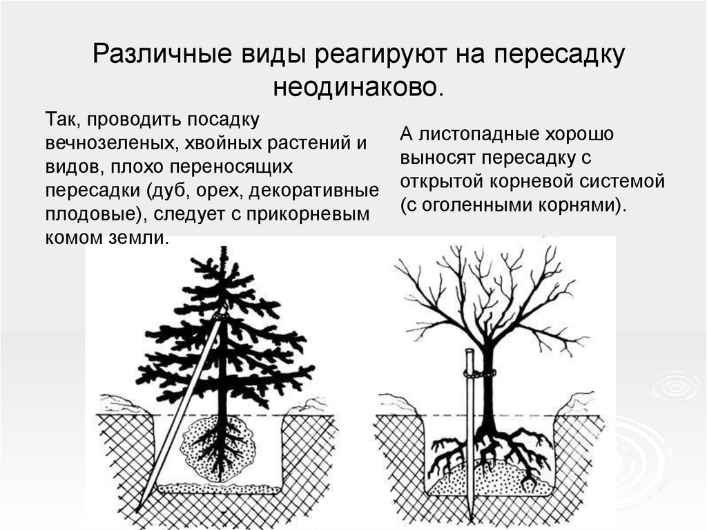 Корневая у хвойных. Корневая система хвойных деревьев. Деревья и кустарники с оголенной корневой системой. Как выглядит корневая система хвойных деревьев. Открытая корневая система.